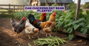 Can Chickens Eat Bean Plants?