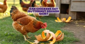 Can Chickens Eat Butternut Squash Skin?