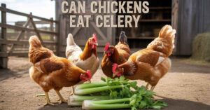 Can Chickens Eat Celery
