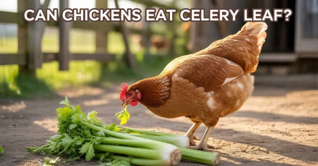 Can Chickens Eat Celery Leaf