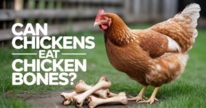 Can Chickens Eat Chicken Bones