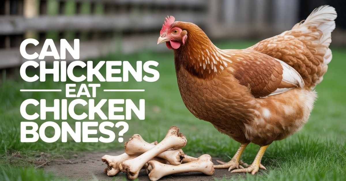 Can Chickens Eat Chicken Bones