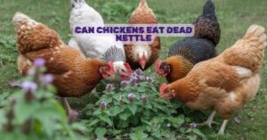 Can Chickens Eat Dead Nettle