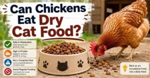 Can Chickens Eat Dry Cat Food
