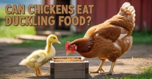 Can Chickens Eat Duckling Food