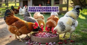 Can Chickens Eat Frozen Cherries?