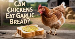 Can Chickens Eat Garlic Bread