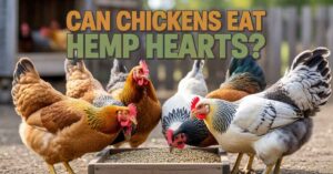 Can Chickens Eat Hemp Hearts?