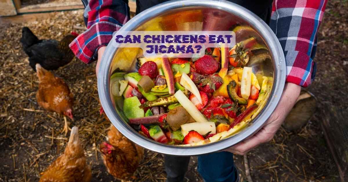 Can Chickens Eat Jicama