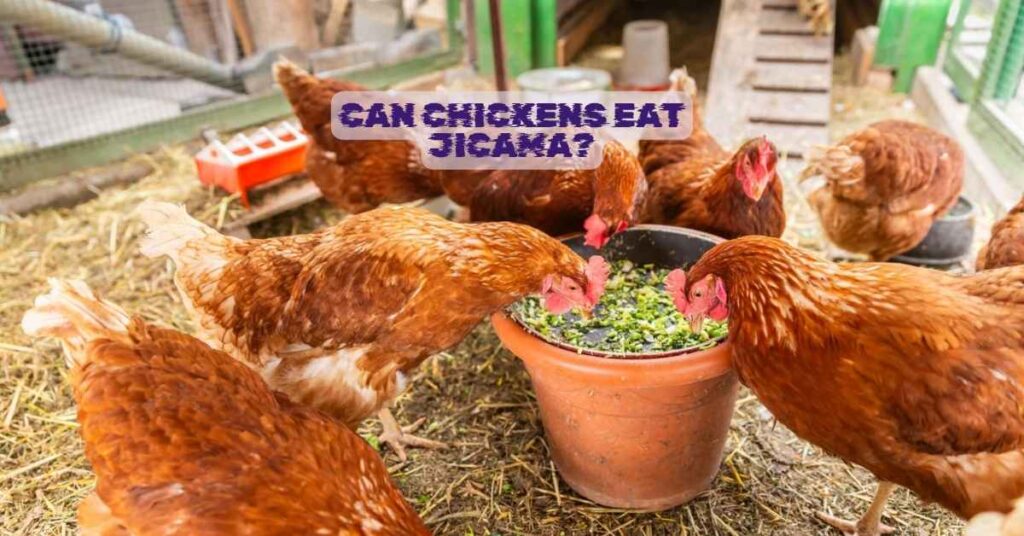 Can Chickens Eat Jicama