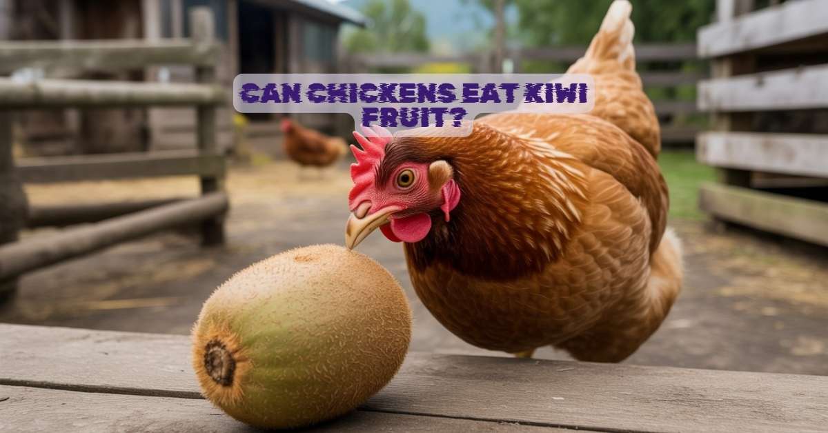 Can Chickens Eat Kiwi Fruit?