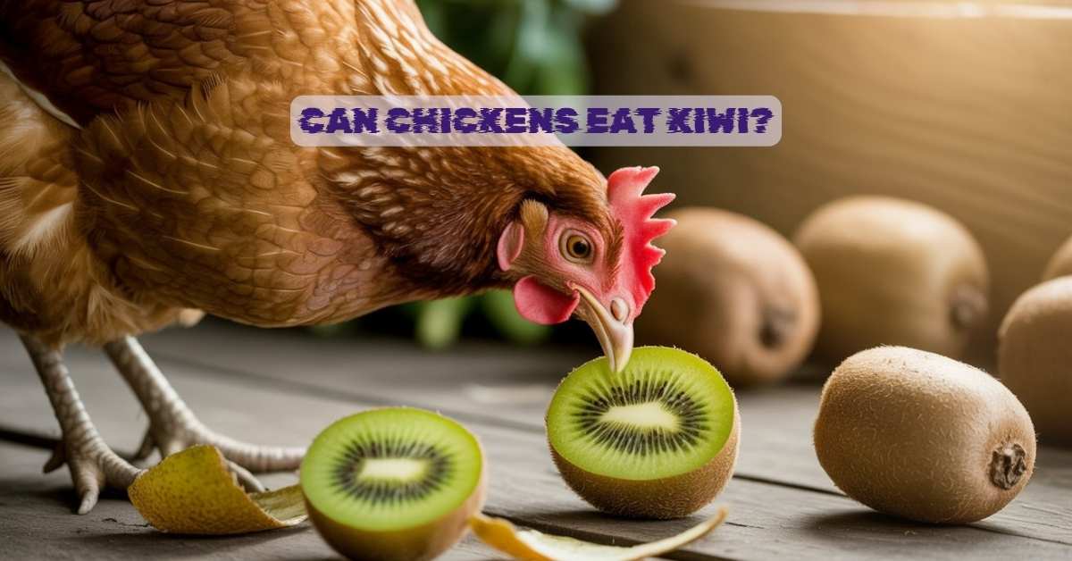 Can Chickens Eat Kiwi?