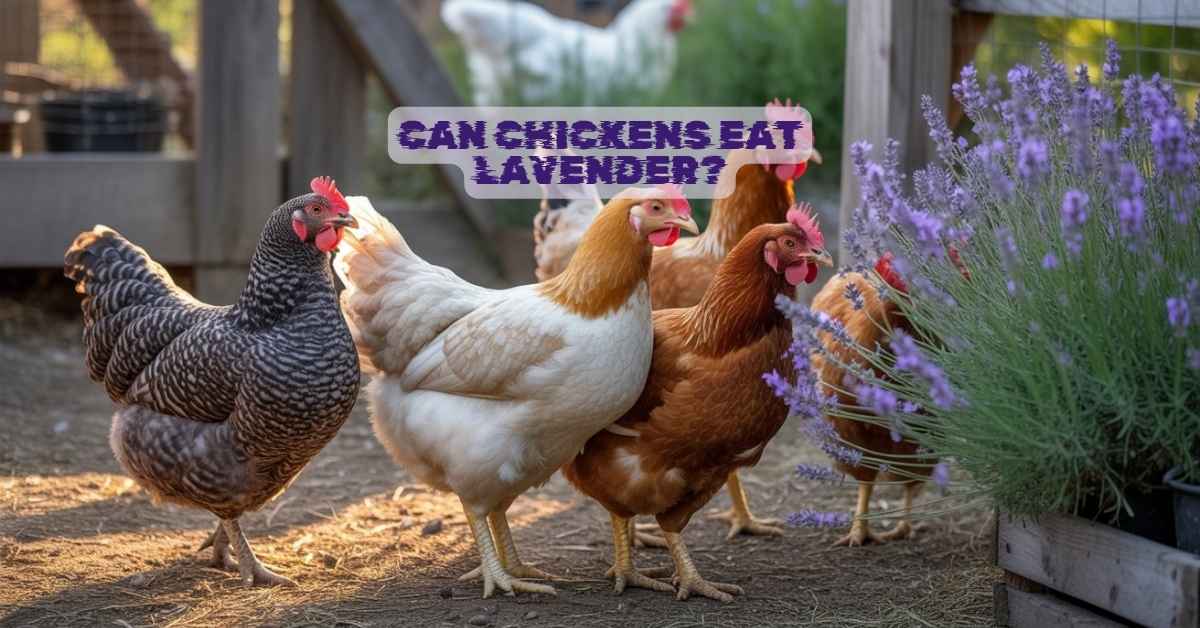 Can Chickens Eat Lavender