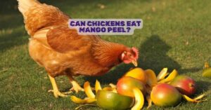Can Chickens Eat Mango Peel?