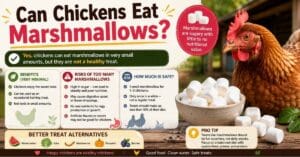 Can Chickens Eat Marshmallows