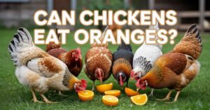 Can Chickens Eat Oranges?