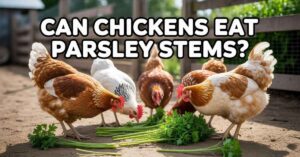 Can Chickens Eat Parsley Stems?