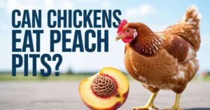 Can Chickens Eat Peach Pits?