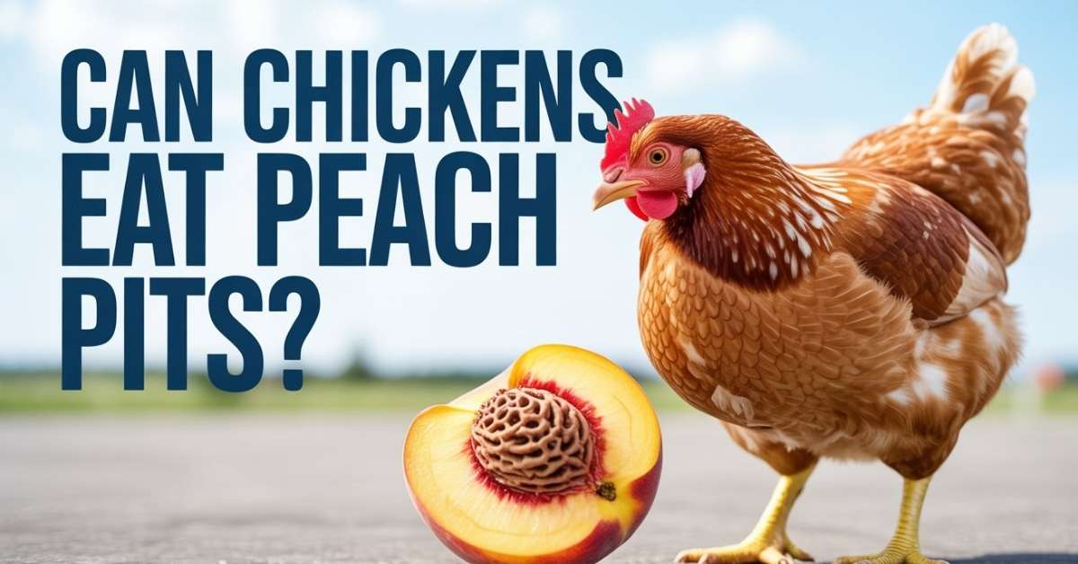 Can Chickens Eat Peach Pits?