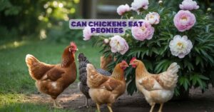 Can Chickens Eat Peonies