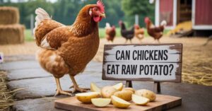 Can Chickens Eat Raw Potato?