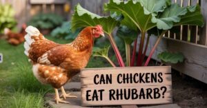 Can Chickens Eat Rhubarb?