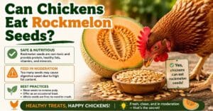 Can Chickens Eat Rockmelon Seeds