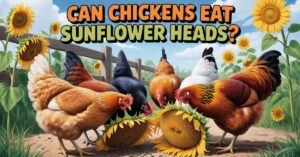 Can Chickens Eat Sunflower Heads?
