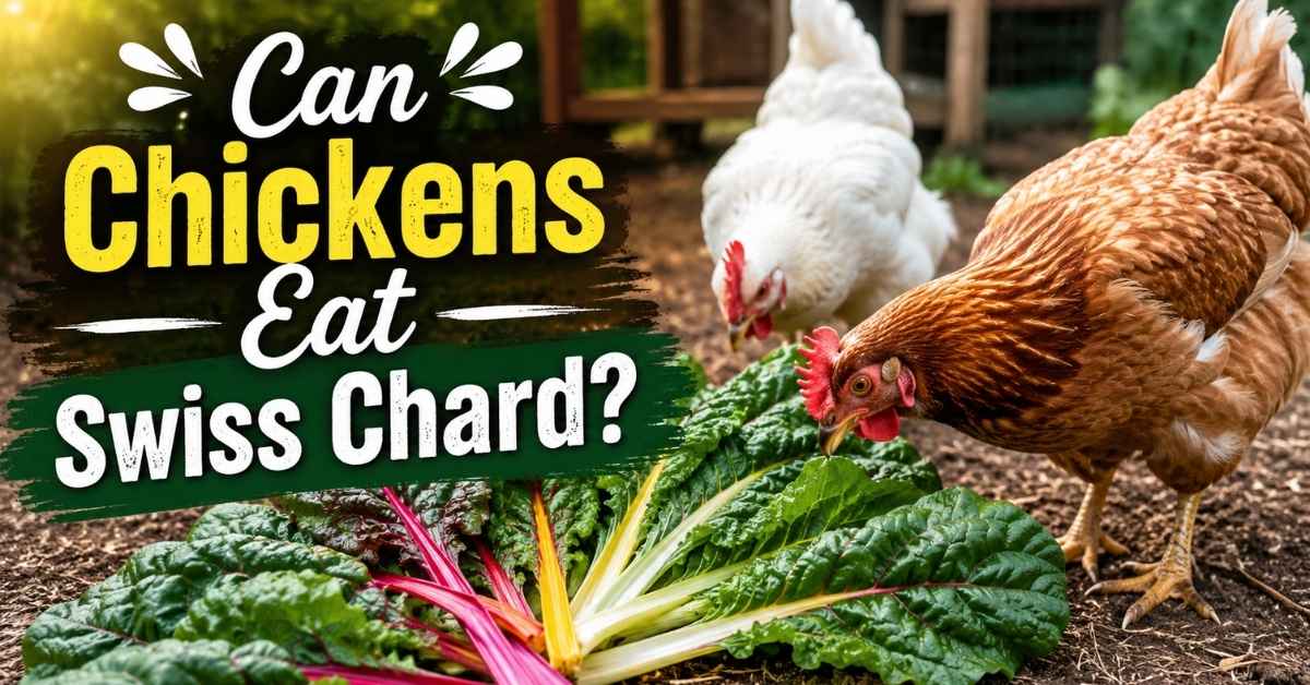 Can Chickens Eat Swiss Chard
