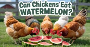 Can Chickens Eat Watermelon?