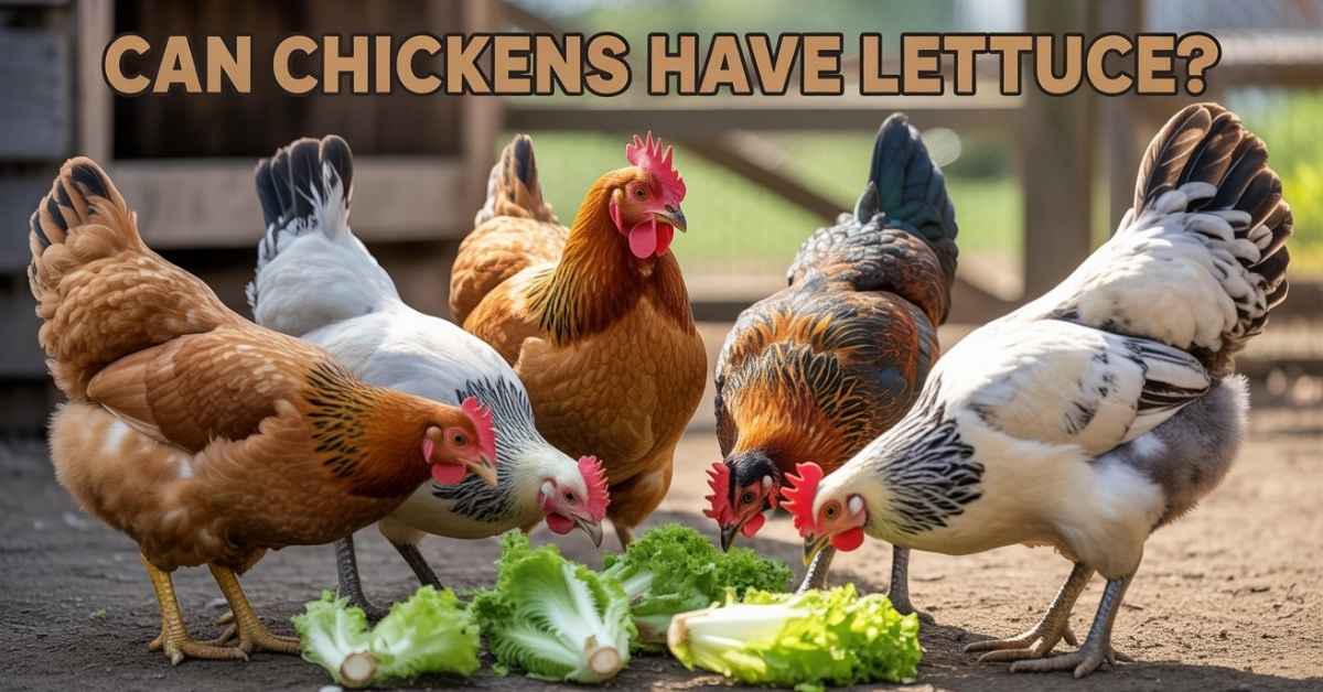 Can Chickens Have Lettuce