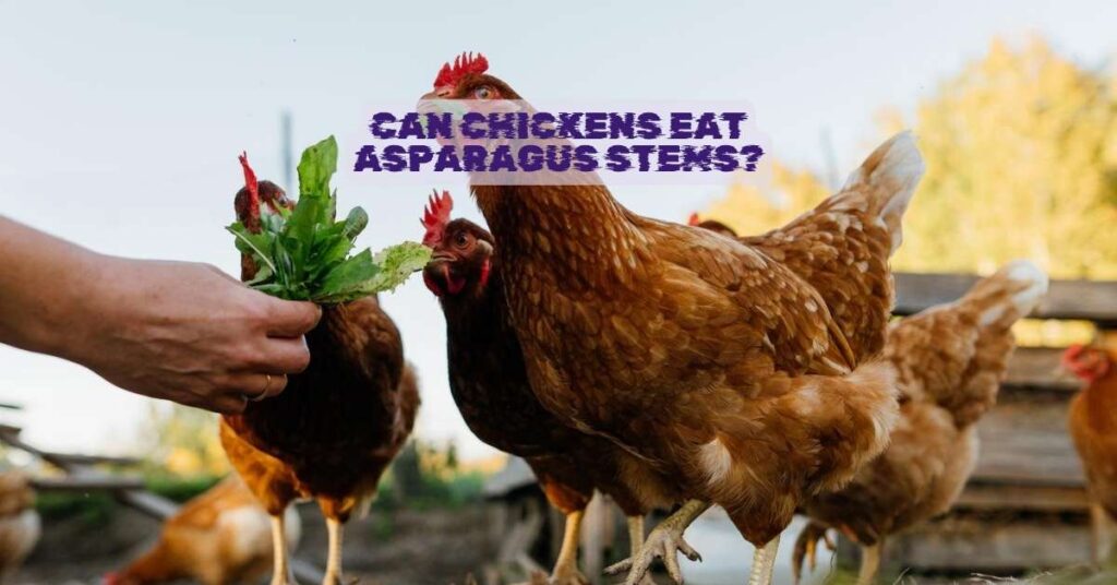 Can chickens eat asparagus stems
