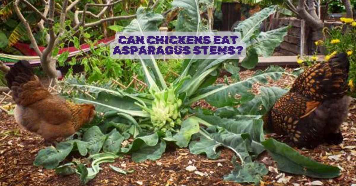 Can chickens eat asparagus stems