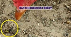 Can Chickens Eat Bees?