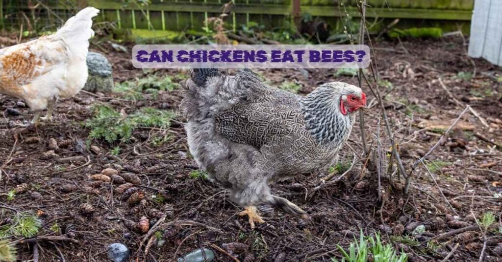 Can Chickens Eat Bees?