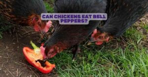 Can chickens eat bell peppers