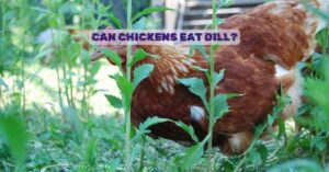 Can Chickens Eat Dill
