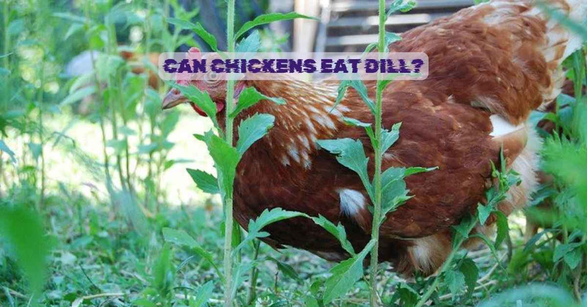 Can Chickens Eat Dill