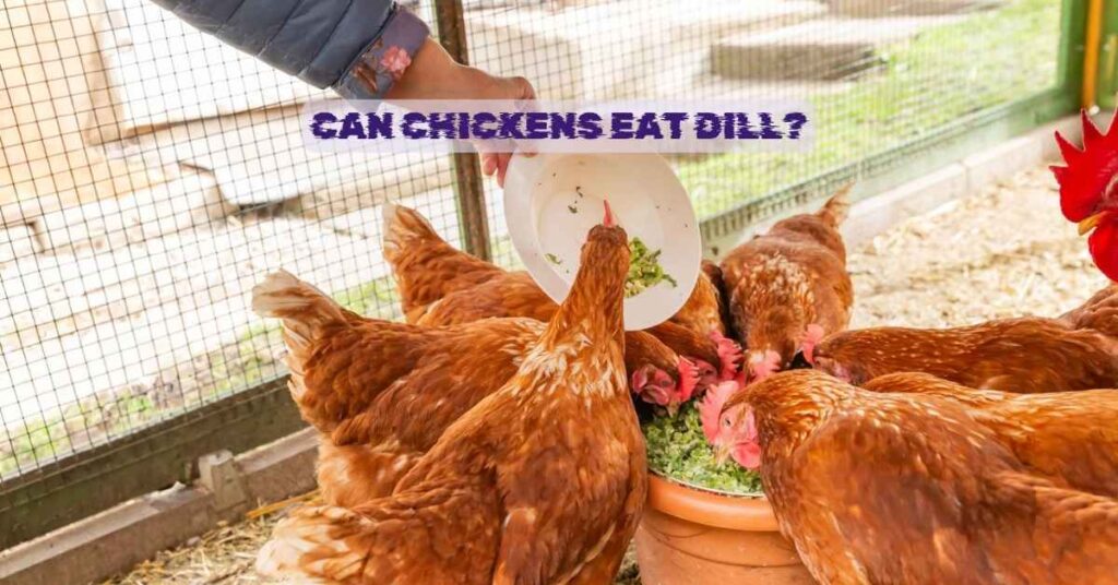 Can Chickens Eat Dill