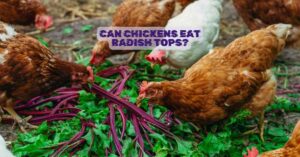 Can Chickens Eat Radish Tops?