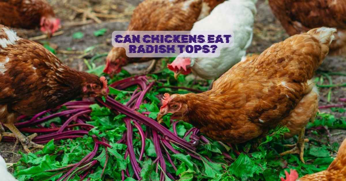 Can Chickens Eat Radish Tops?