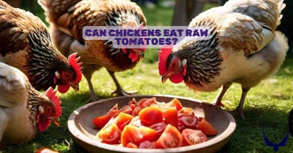 Can Chickens Eat Raw Tomatoes