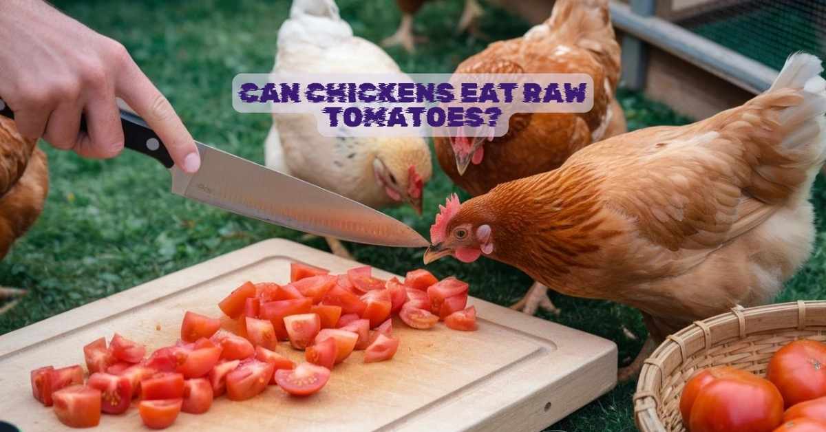 Can Chickens Eat Raw Tomatoes