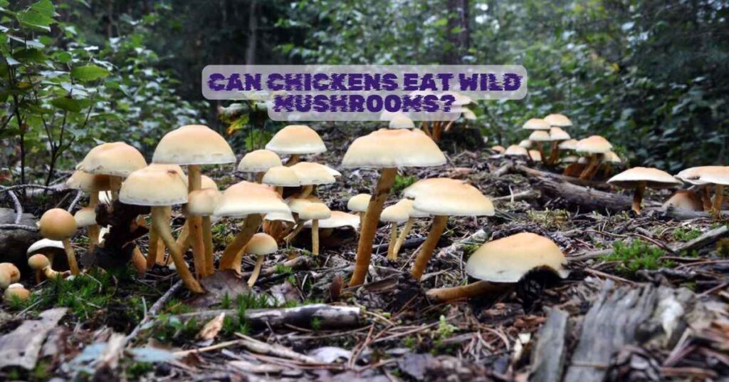 Can Chickens Eat Wild Mushrooms?