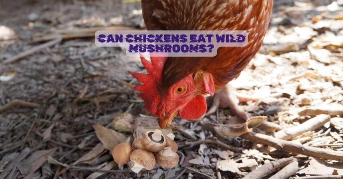 Can Chickens Eat Wild Mushrooms