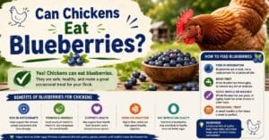 Can Chickens Eat Blueberries