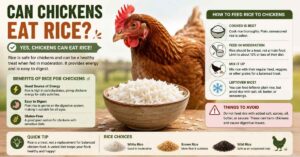Can Chickens Eat Rice?