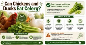 Can Chickens and Ducks Eat Celery